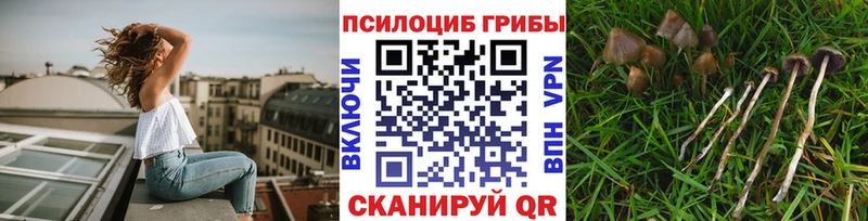 Псилоцибиновые грибы Psilocybine cubensis  закладка  Дзержинский 